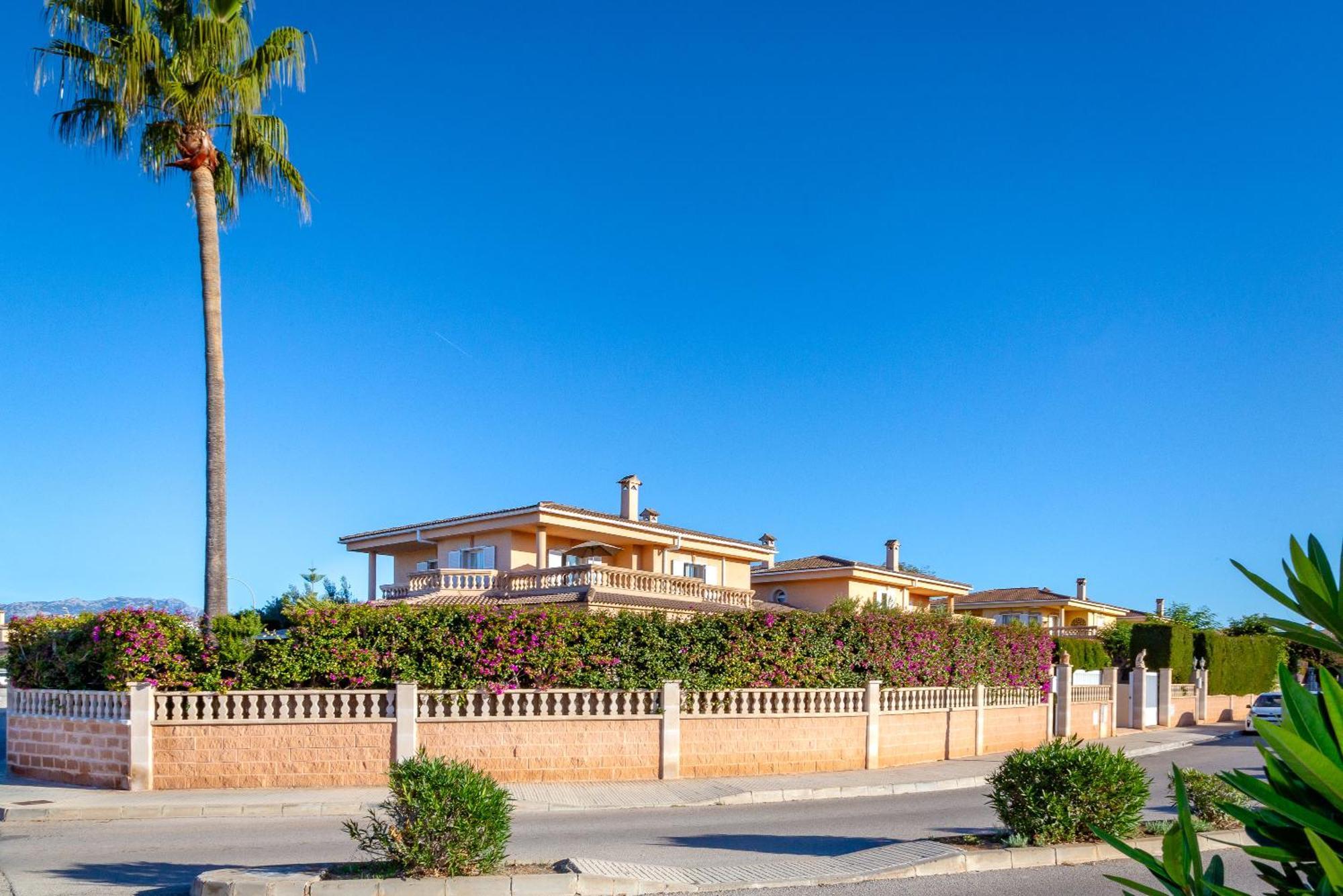 Palmera