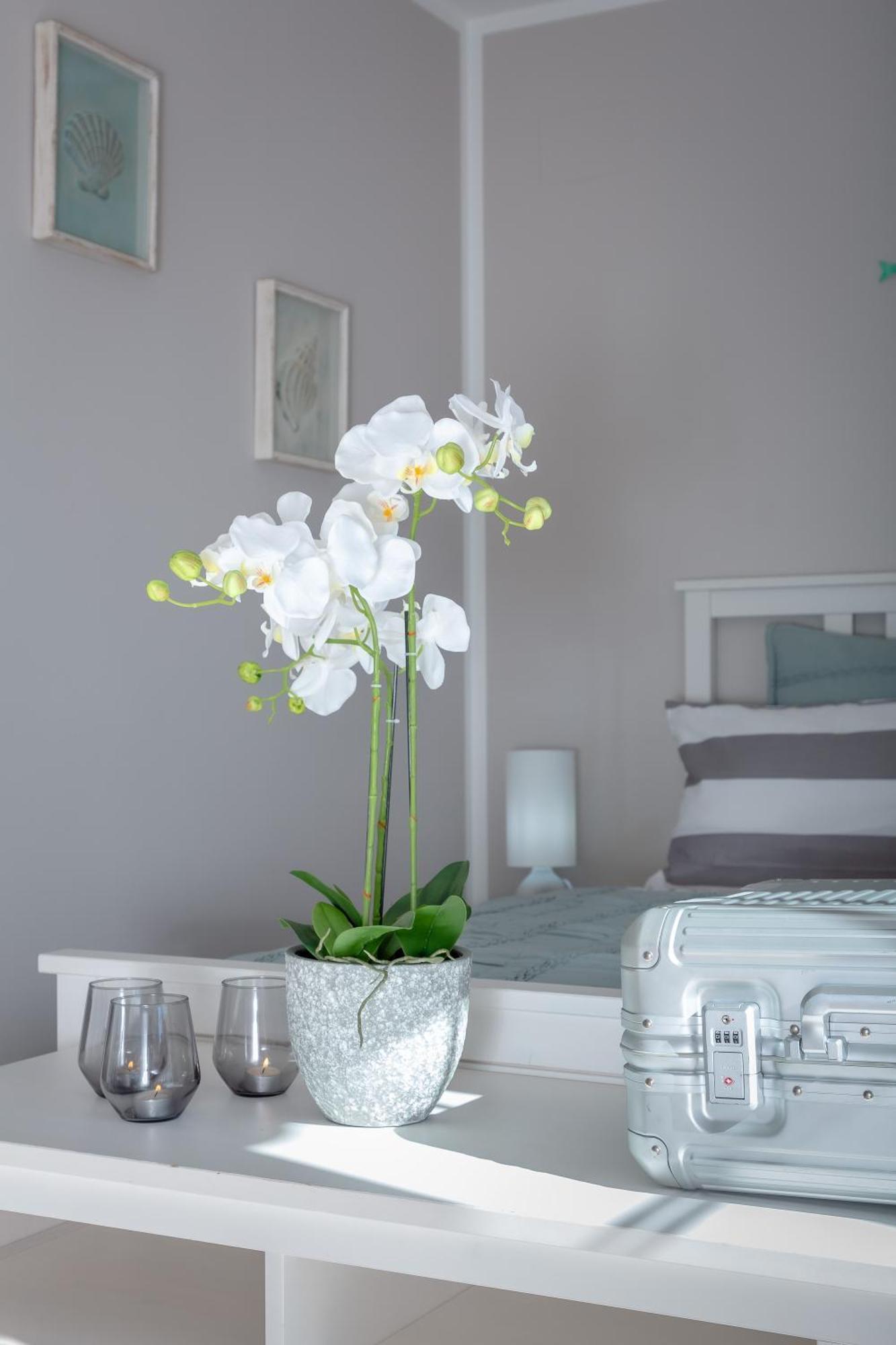 Palmera Villa Palma