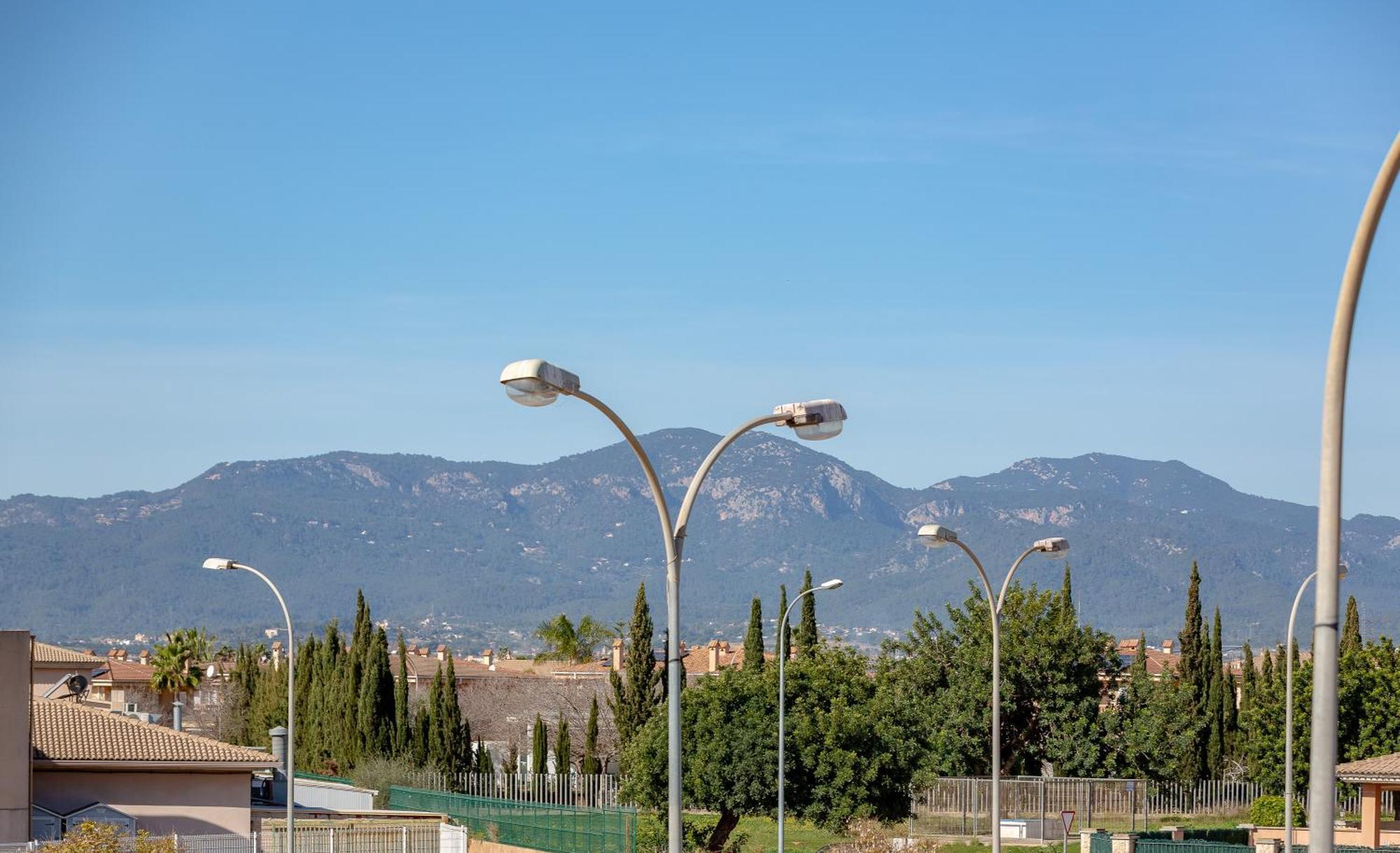 Palmera
