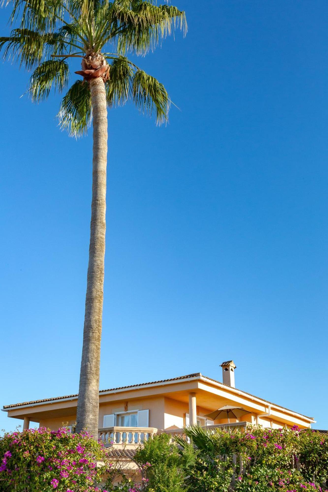 Palmera *