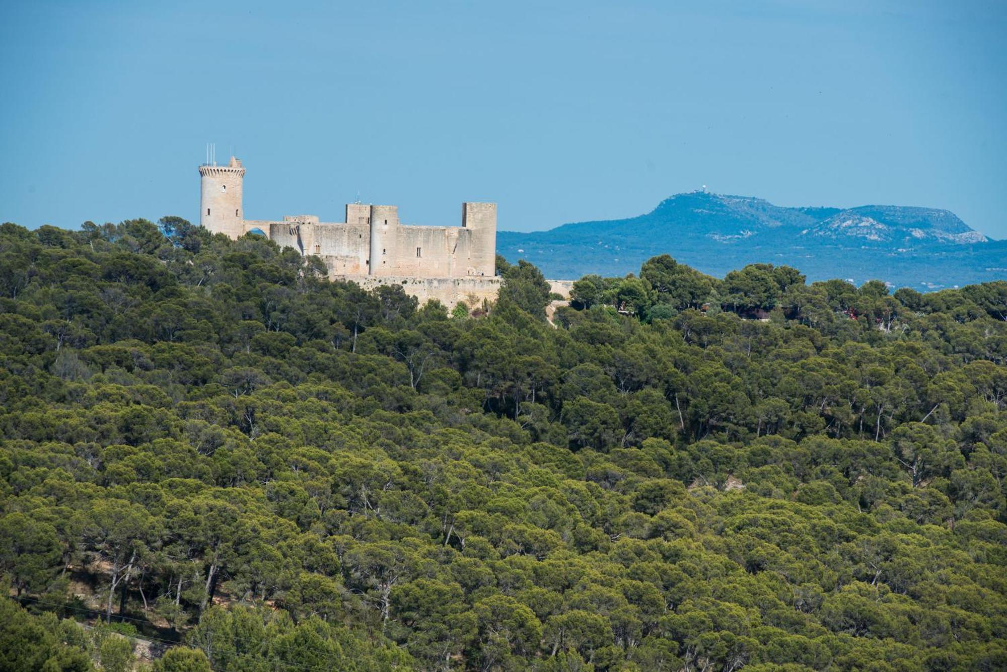 Rei Des Pla * Palma