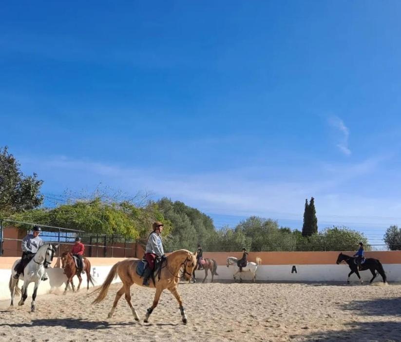 Gamundi 6 Palma