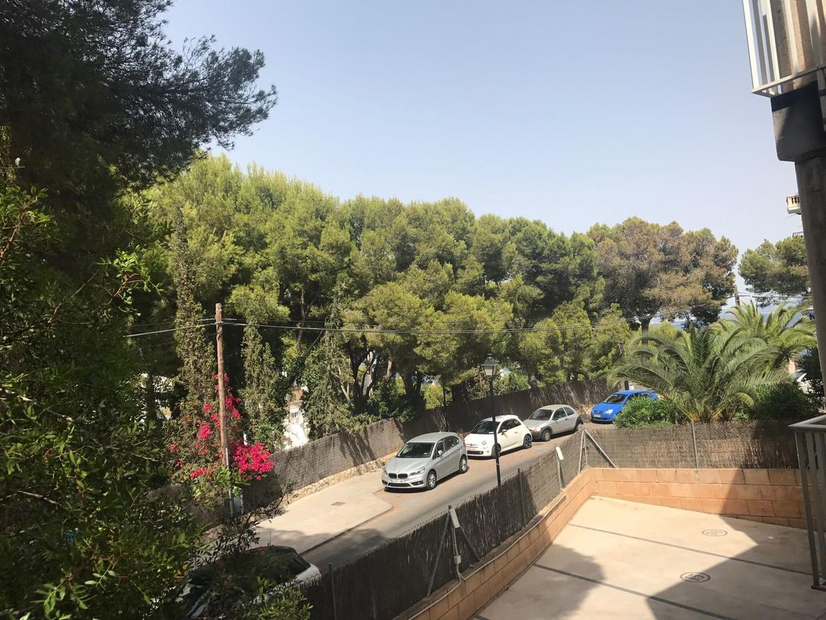 Mimosin Palma de Mallorca