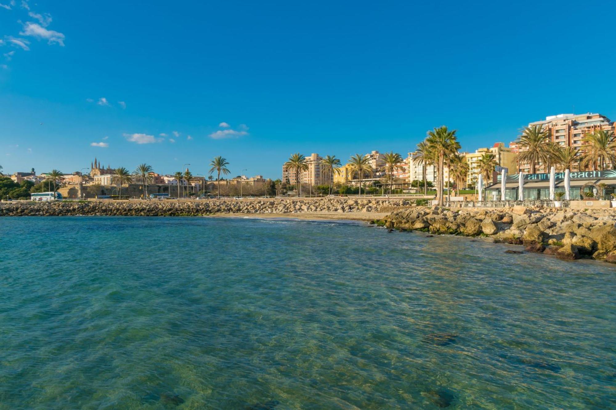 Teulera * Palma